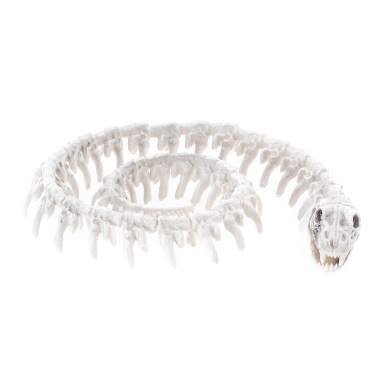 Product Image for Käärmeen luuranko 20 cm
