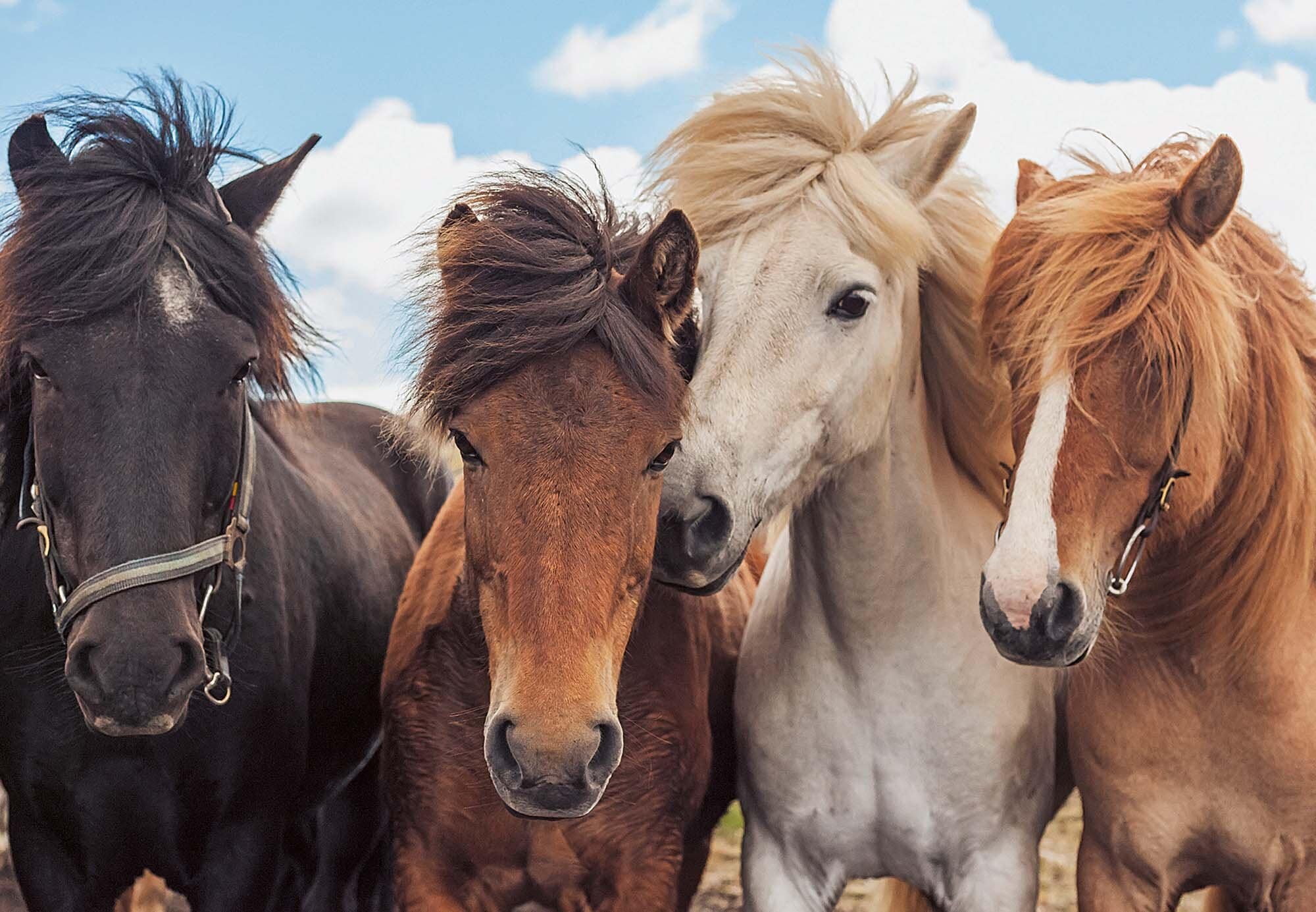 Ravensburger Palapeli, Horse Friends 2x24 palaa
