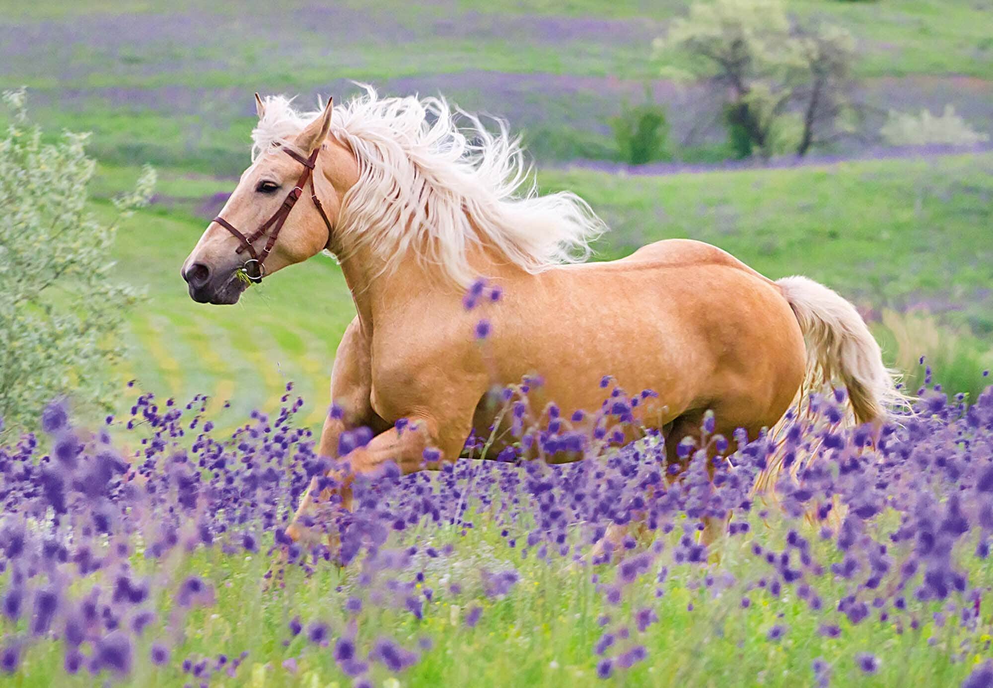 Ravensburger Palapeli, Horse Friends 2x24 palaa