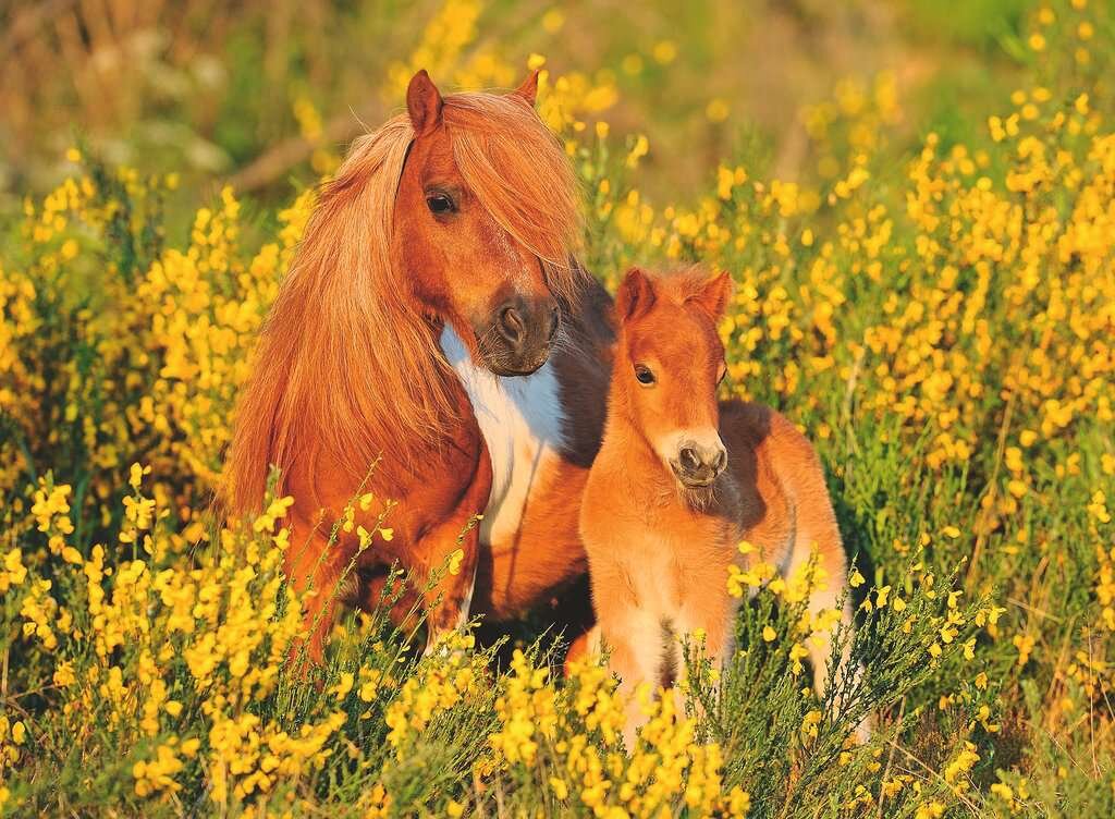 Ravensburger Palapeli, Shetland Pony's 100 palaa XXL