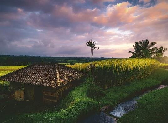 Ravensburger Palapeli - Bali Rice Fields 500 palaa