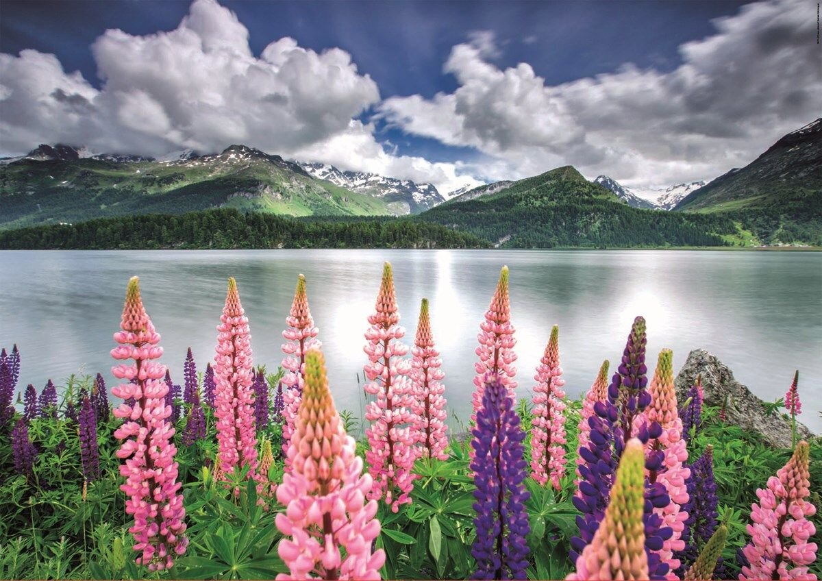 Educa Palapeli- Lupins on the shore of Lake Sils, Switzerland 1500 palaa